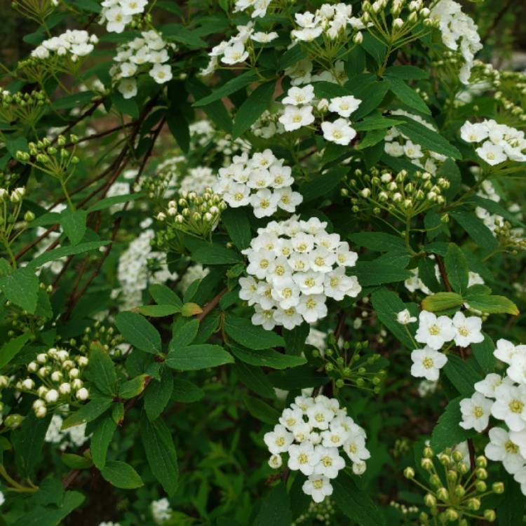 Plant image Spiraea nipponica 'Snowmound'