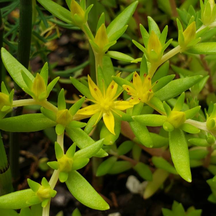 Plant image Sedum sarmentosum