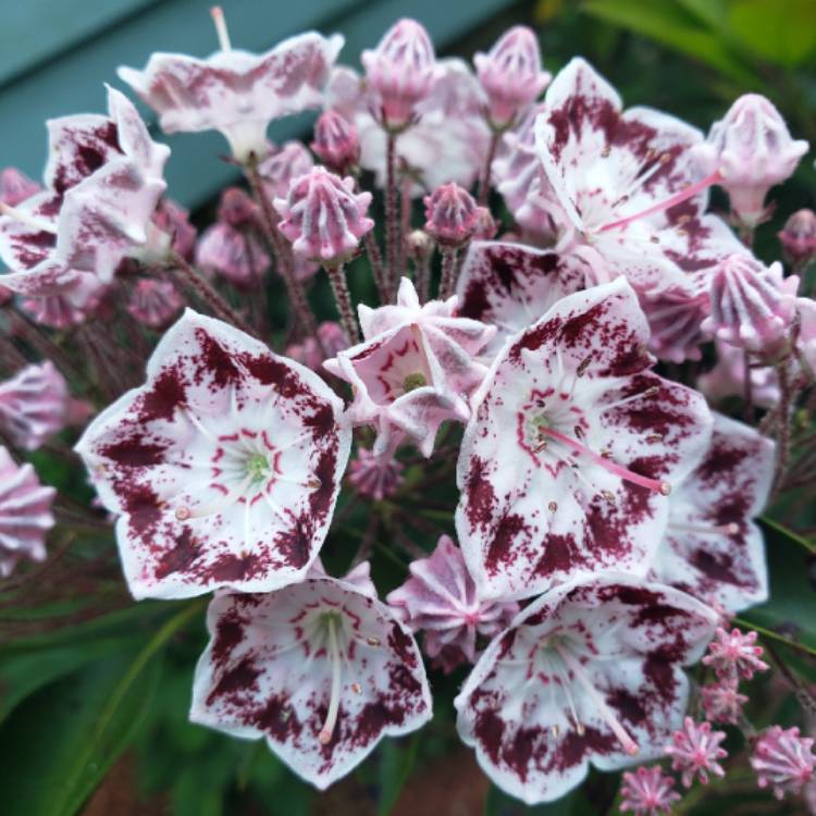 Plant image Kalmia latifolia 'Minuet'