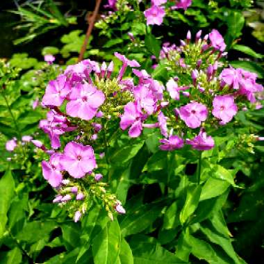 Phlox