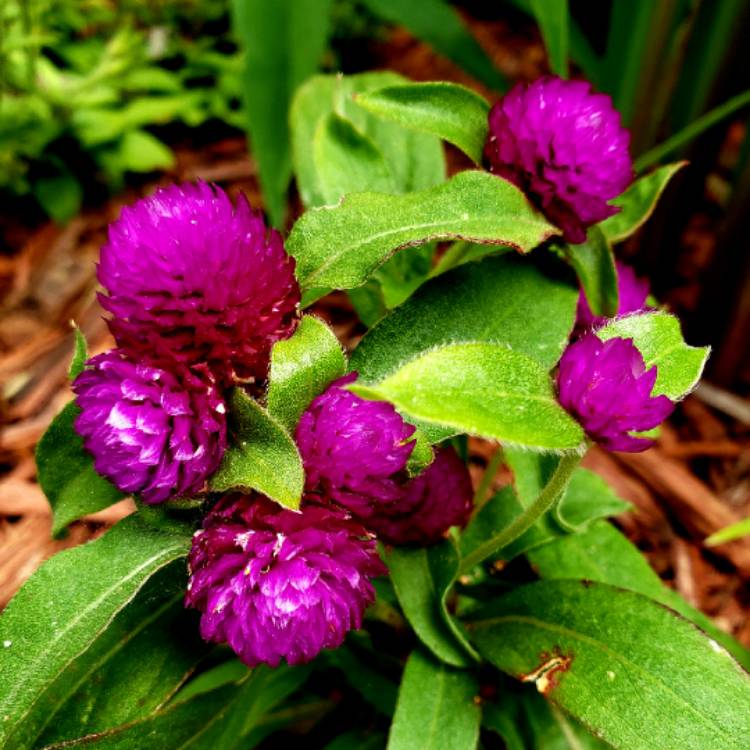 Plant image Gomphrena globosa