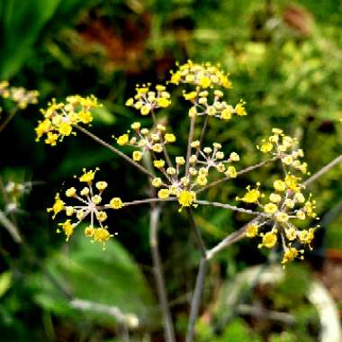 Fennel 'Giant Bronze'