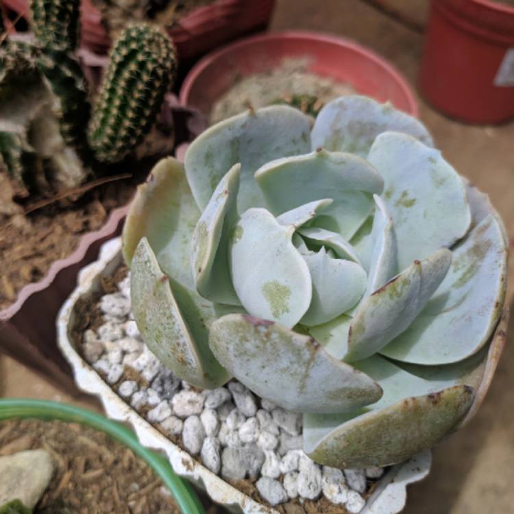 Plant image Echeveria Lucita