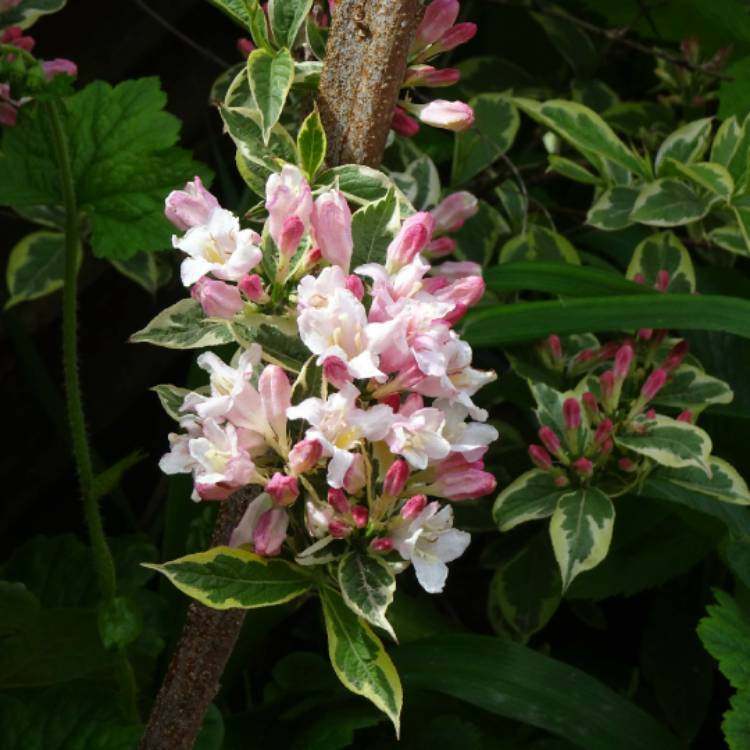 Plant image Weigela 'Kosteriana Variegata'