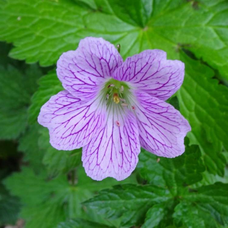 Plant image Geranium x oxonianum 'A.T. Johnson'