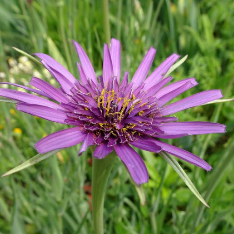 Plant image Tragopogon porrifolius