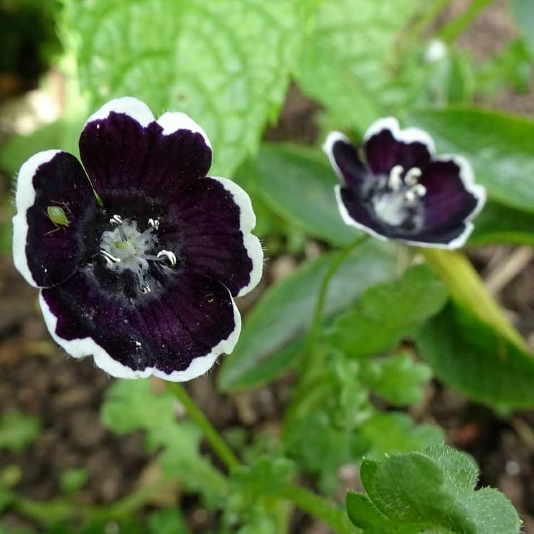 Plant image Nemophila menziesii var. discoidalis 'Pennie Black'