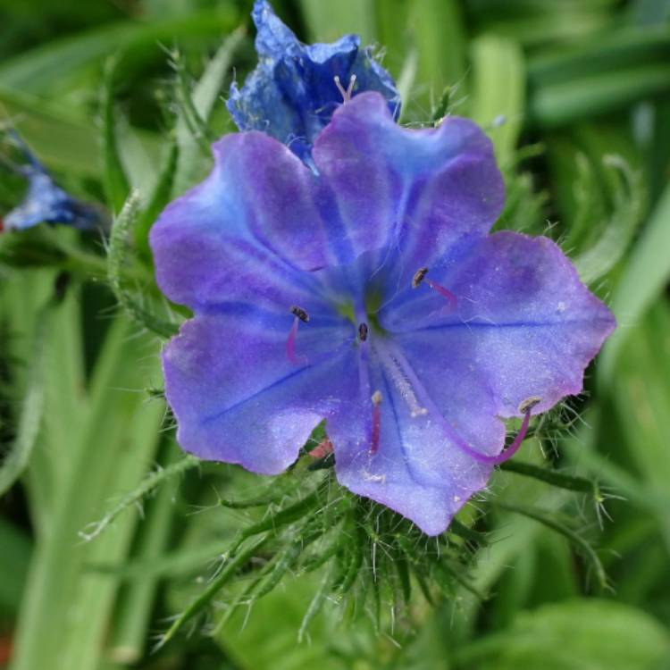 Plant image Echium vulgare 'Blue Bedder' syn. Echium plantagineum 'Blue Bedder'