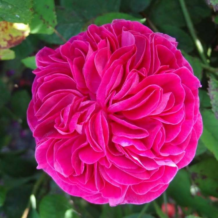 Plant image Rosa 'William Lobb'