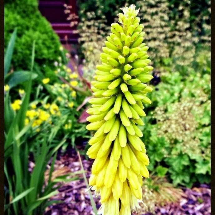 Plant image Kniphofia 'Pineapple Popsicle' (Popsicle Series)