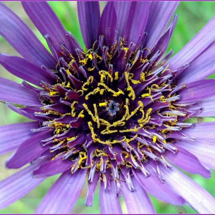 Plant image Tragopogon porrifolius