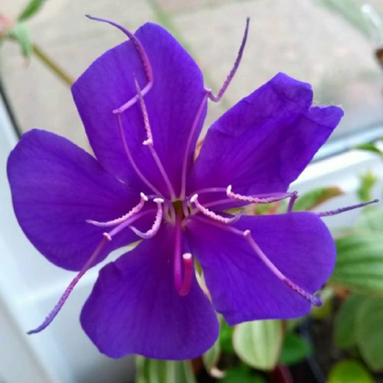 Plant image Tibouchina semidecandra