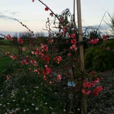 Japanese Quince