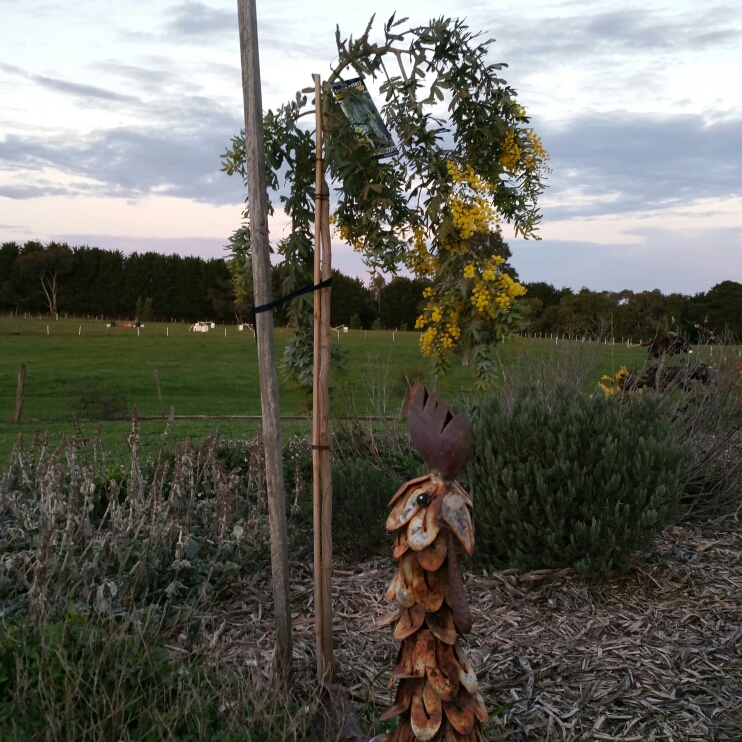 Plant image Acacia baileyana 'Goldilocks Standard'