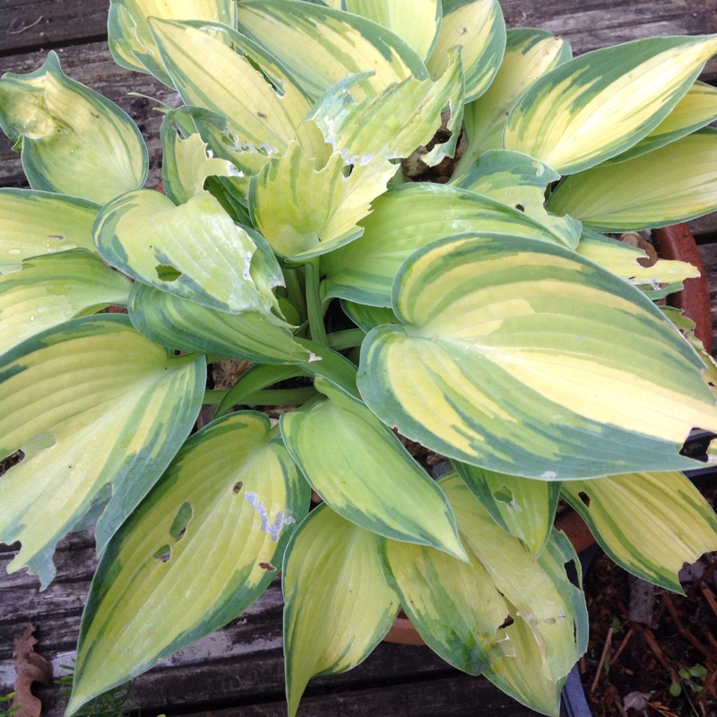 Plant image Hosta (Tardiana Group) 'June'