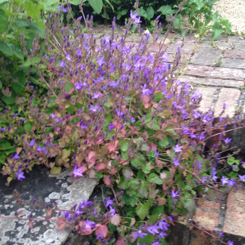 Plant image Campanula poscharskyana 'Blue Bell'