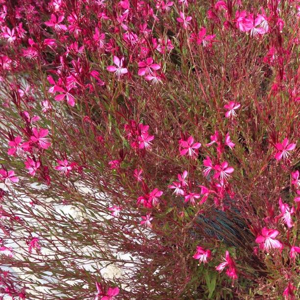 Plant image Oenothera lindheimeri 'Gaudros' (Geyser Series) syn. Oenothera lindheimeri 'Geyser Pink', Gaura lindheimeri 'Geyser Pink'