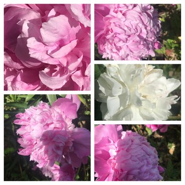 Paeonia