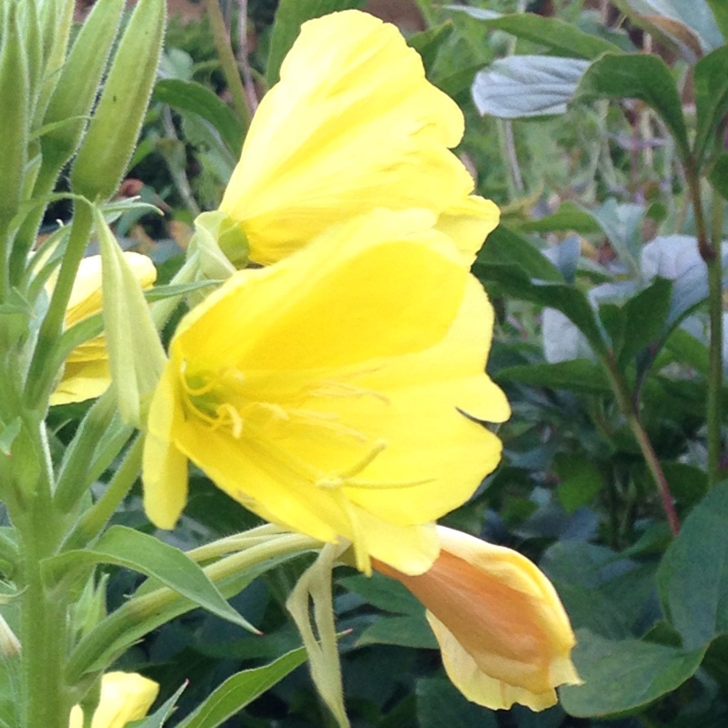 Plant image Oenothera Stricta Sulphurea