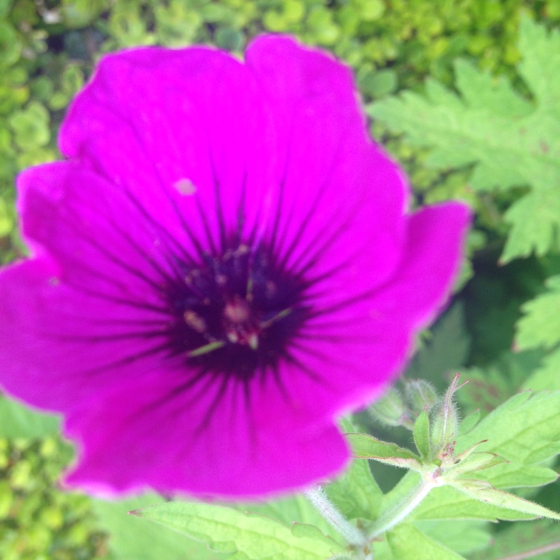 Plant image Geranium subcaulescens 'Giuseppii'