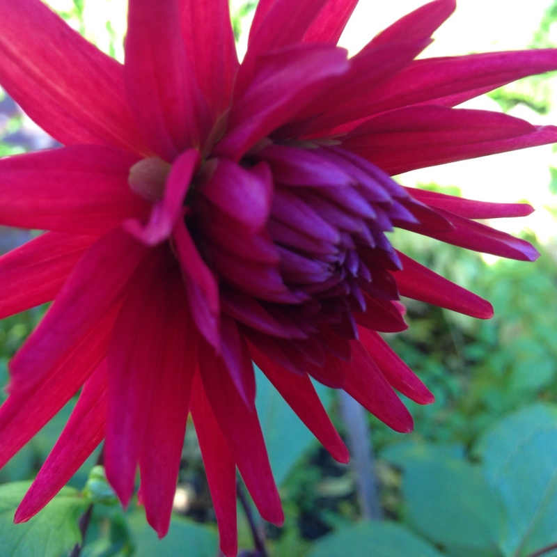 Plant image Dahlia 'Twiggy'