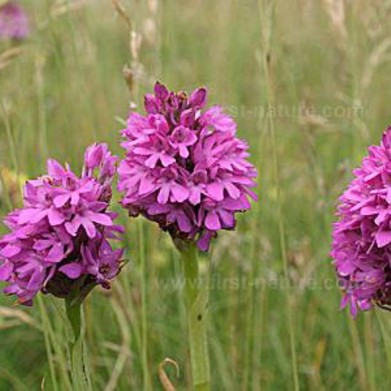 Plant image Anacamptis Pyrimidalis