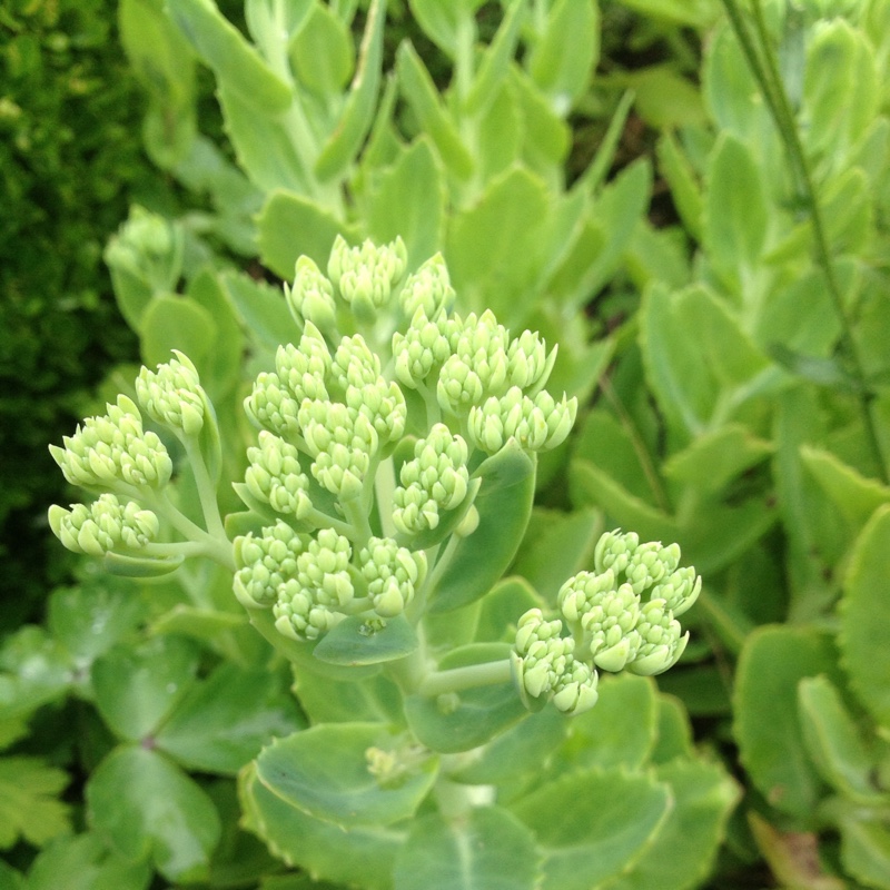 Plant image Hylotelephium Munstead Red