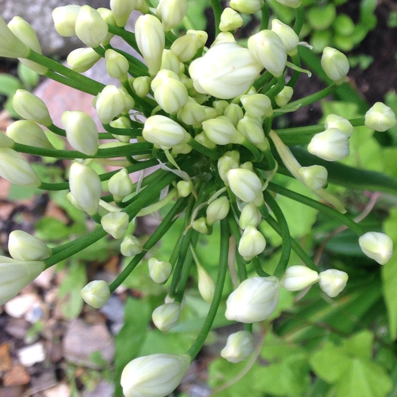 Plant image Agapanthus 'Arctic Star'