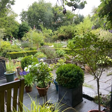 June's garden