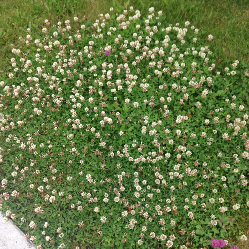 Plant image Trifolium