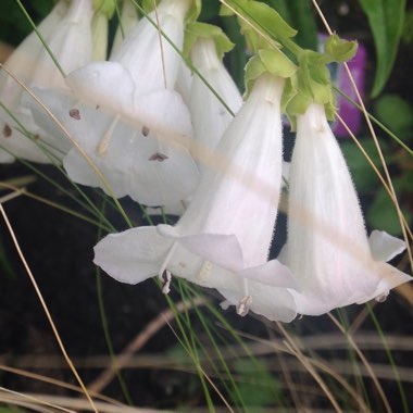 Penstemon