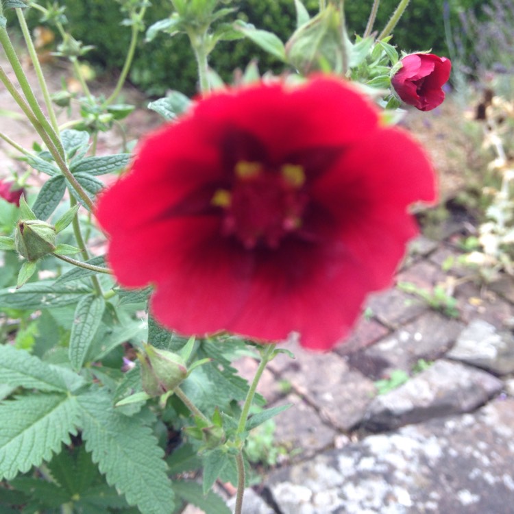 Plant image Potentilla thurberi amorubens 'Monarch's Velvet'