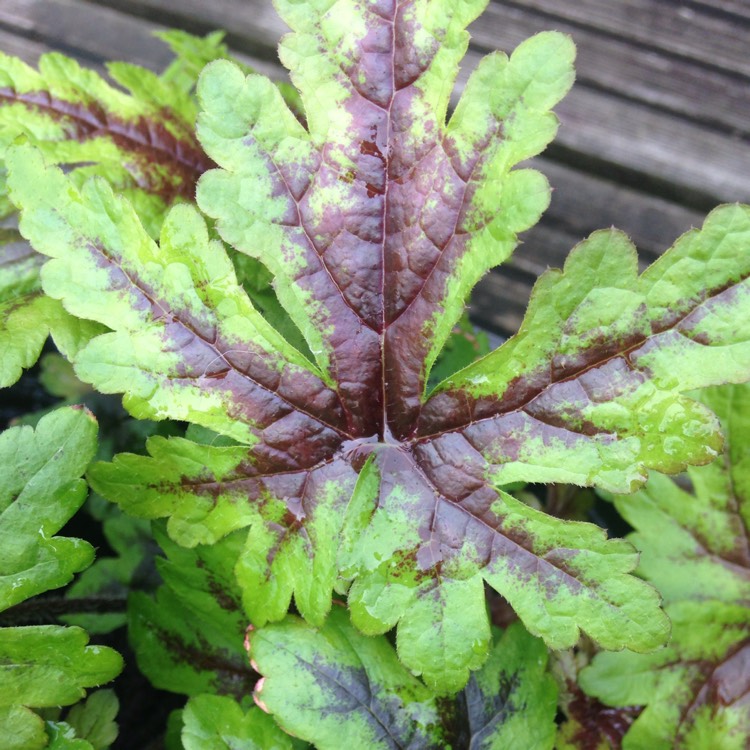 Plant image Tiarella cordifolia