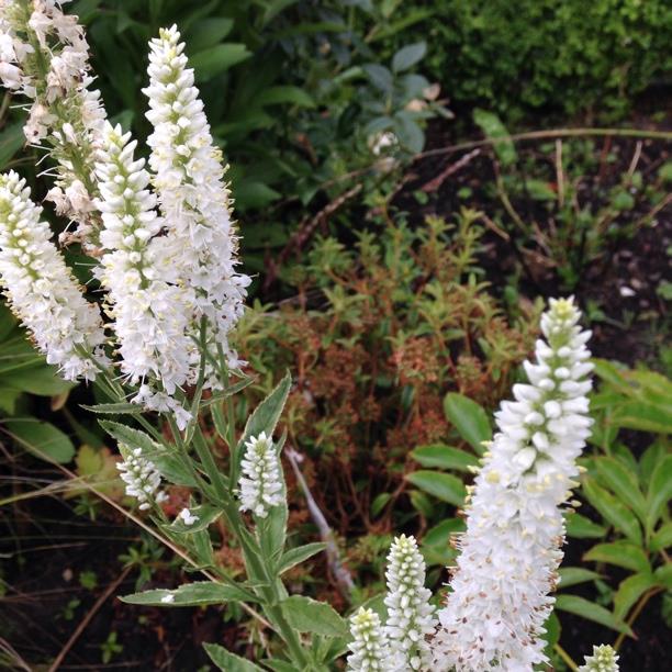 Plant image Veronicastrum virginicum syn. Veronica virginica