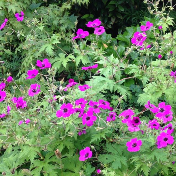 Plant image Geranium psilostemon