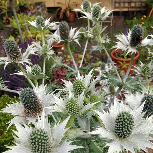 Plant image Eryngium alpinum 'Superbum'