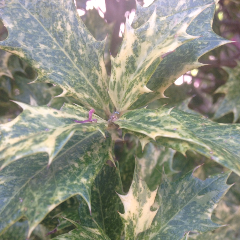 Plant image Osmanthus x burkwoodii