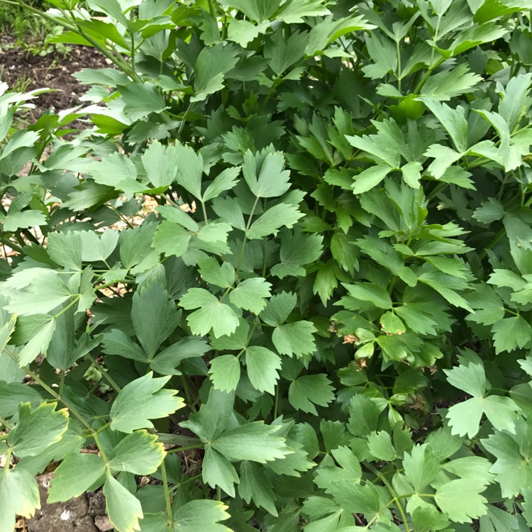 Plant image Levisticum officinale