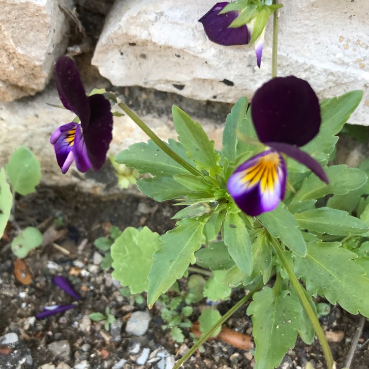 Plant image Viola cornuta 'Celestial Twilight'