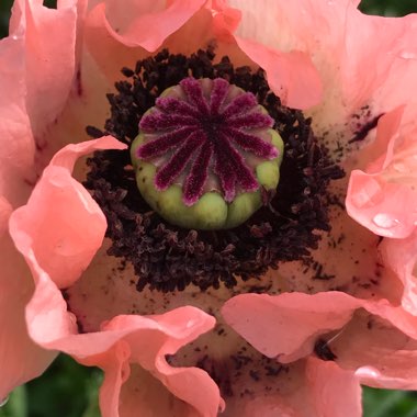 Papaver