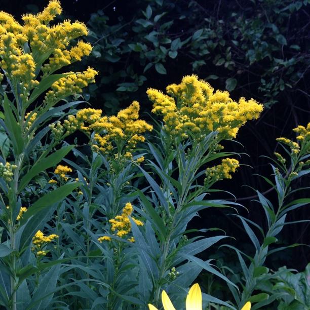 Solidago