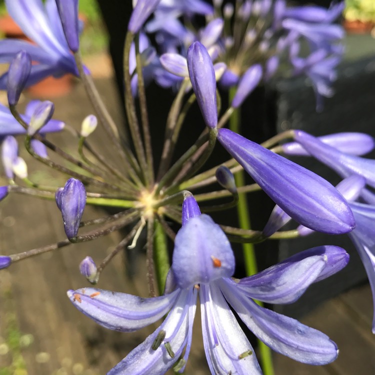 Plant image Agapanthus 'Corag02bl' syn. Agapanthus 'L'Amour d'Ete Blue', Agapanthus 'Amourette Blue'