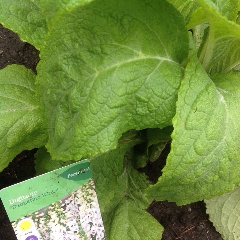 Plant image Digitalis purpurea 'Dalmatian White'