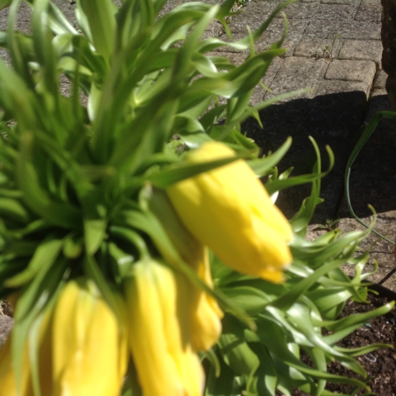 Plant image Fritillaria imperialis 'Lutea'