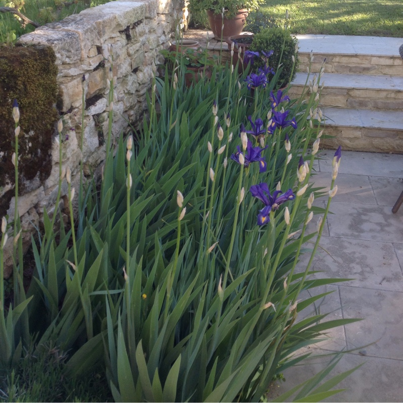 Plant image Iris x hollandica 'Blue Magic'