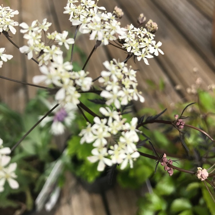 Plant image Anthriscus sylvestris 'Ravenswing'