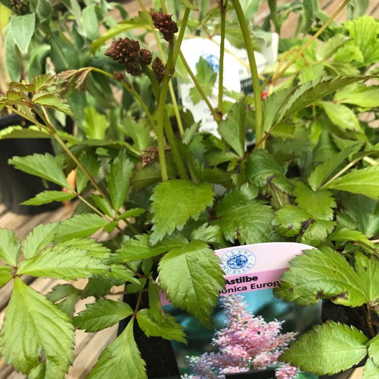 Plant image Astilbe x japonica 'Europa'