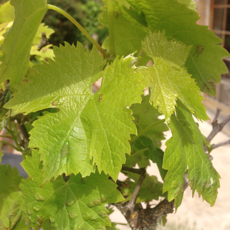 Vitis