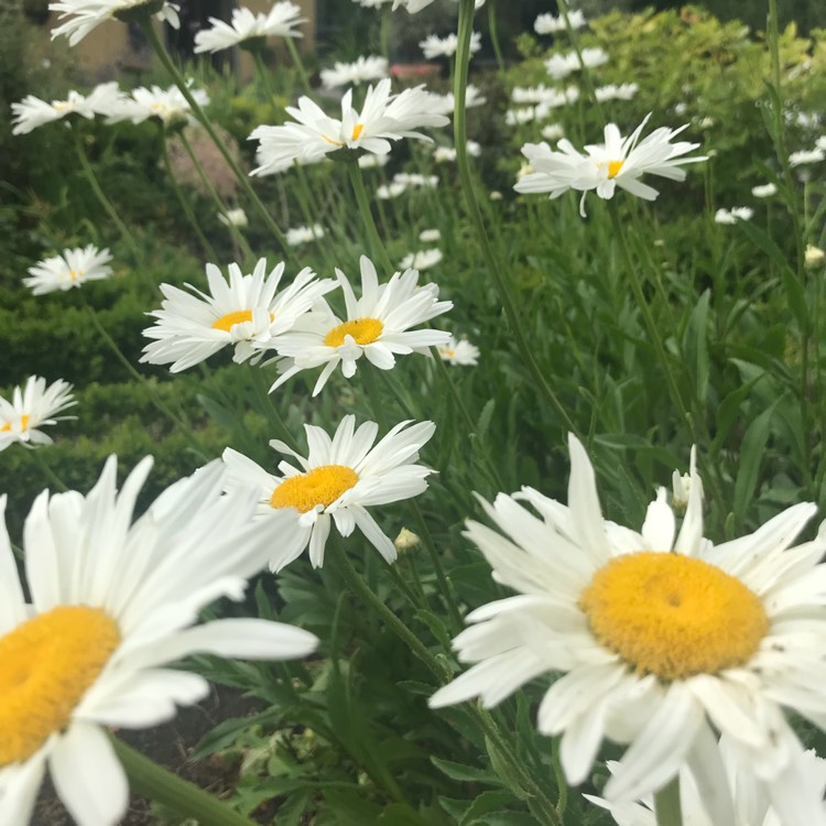 Plant image Leucanthemum x superbum 'Phyllis Smith'