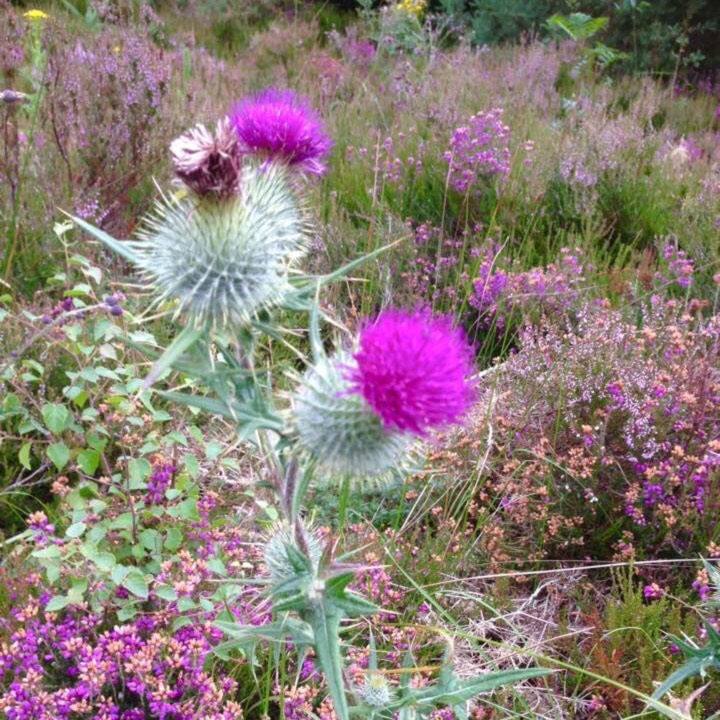 Plant image Onopordum acanthium